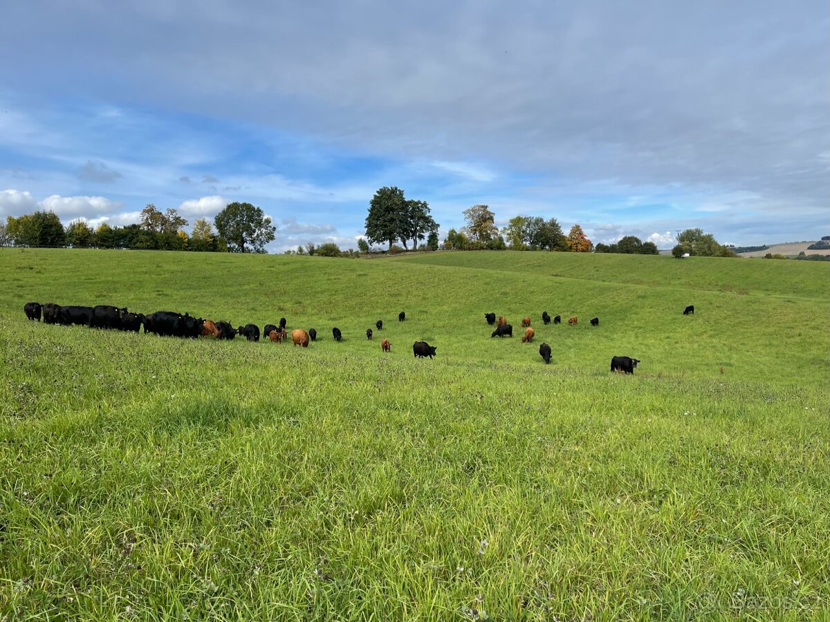 HŘÍBÁRNA NA EDENU - 11