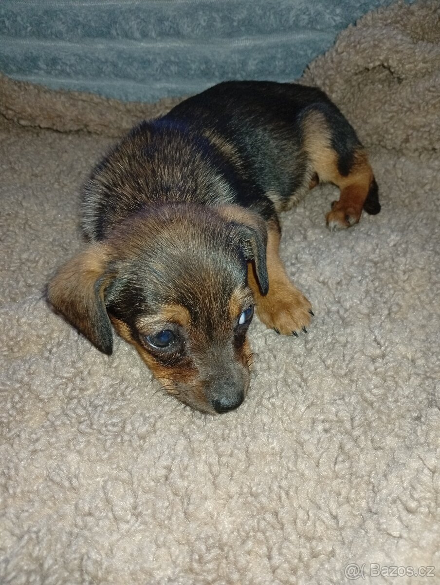Štěňátka - 11