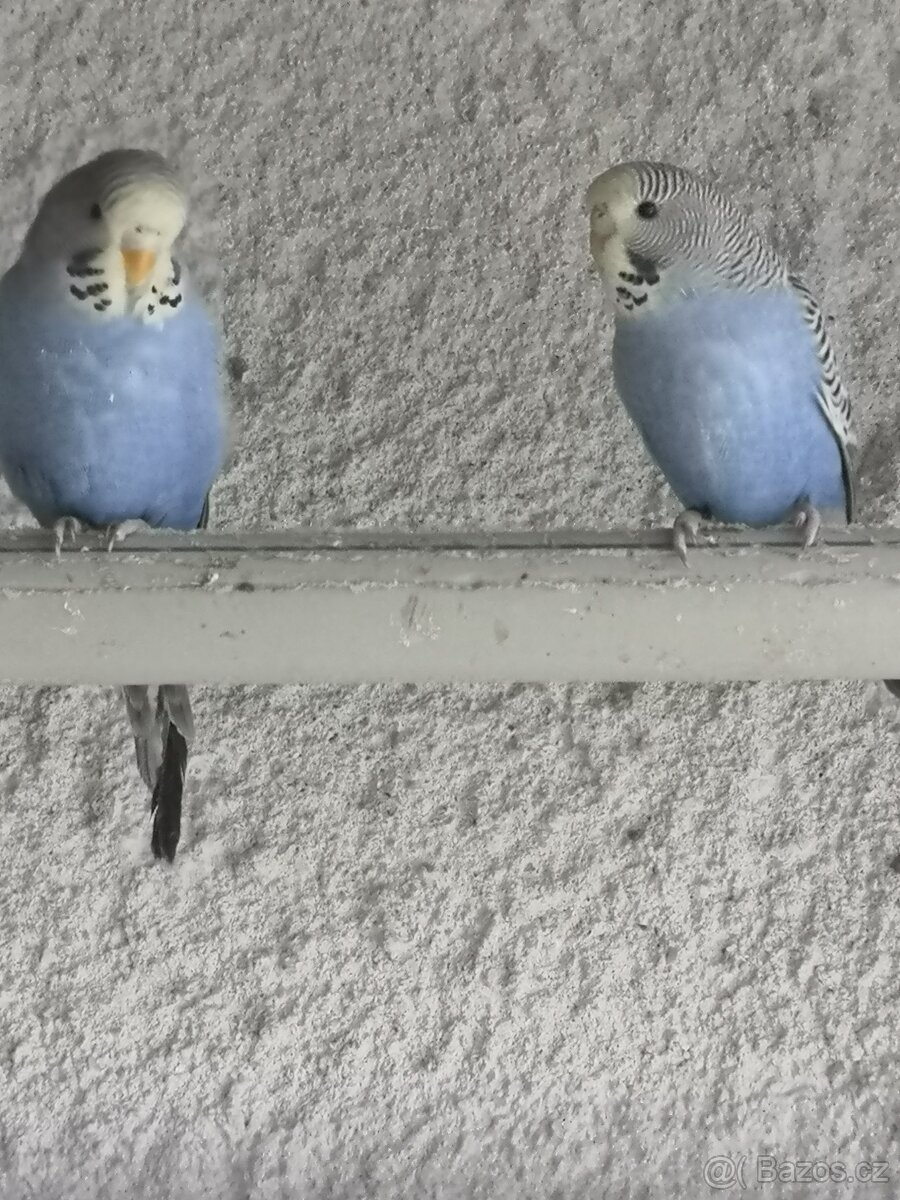 ANDULKA VLNKOVANÁ - 11