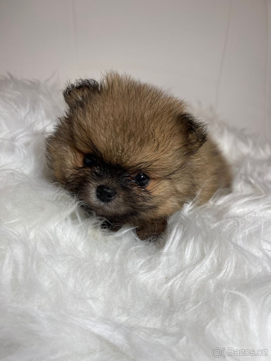 Pomeranian s PP FCI - nádherná štěňátka - 11