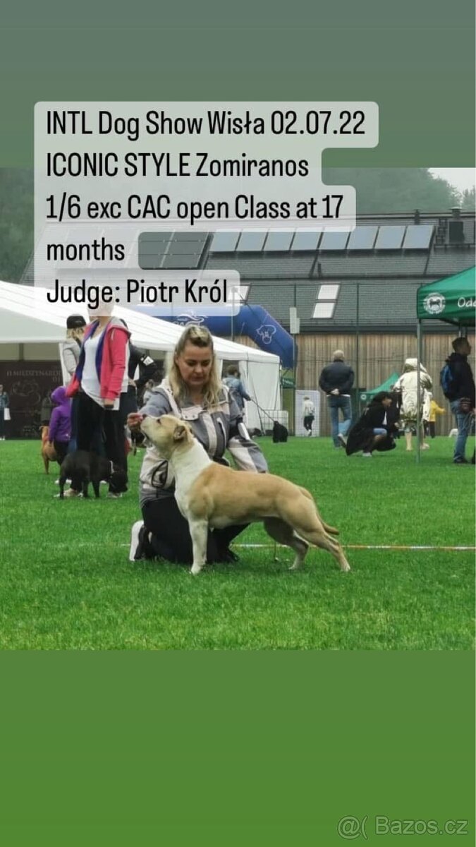 Americký stafordšírský teriér s PP pejsek 1 - 11