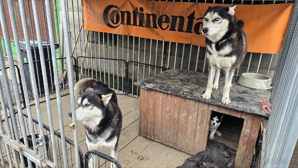 Štěňata Sibiřský husky - 11