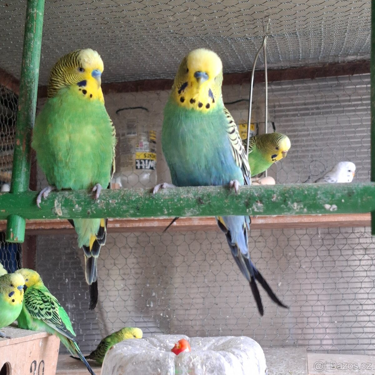 ANDULKY K ODBĚRU - 11