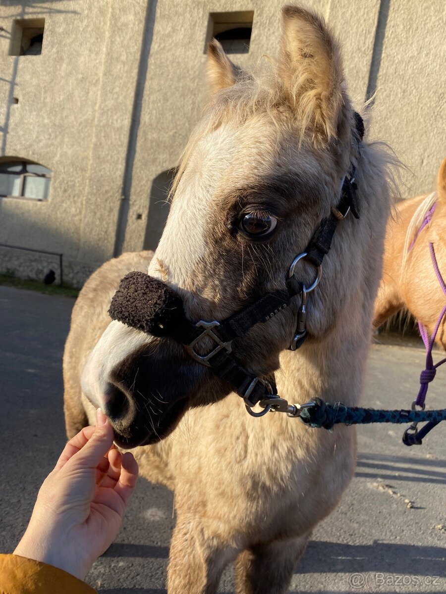 Pony kobylka - 11