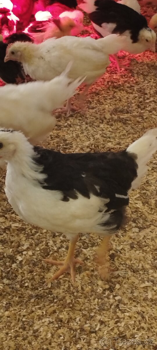 Křepelka slepice - 11