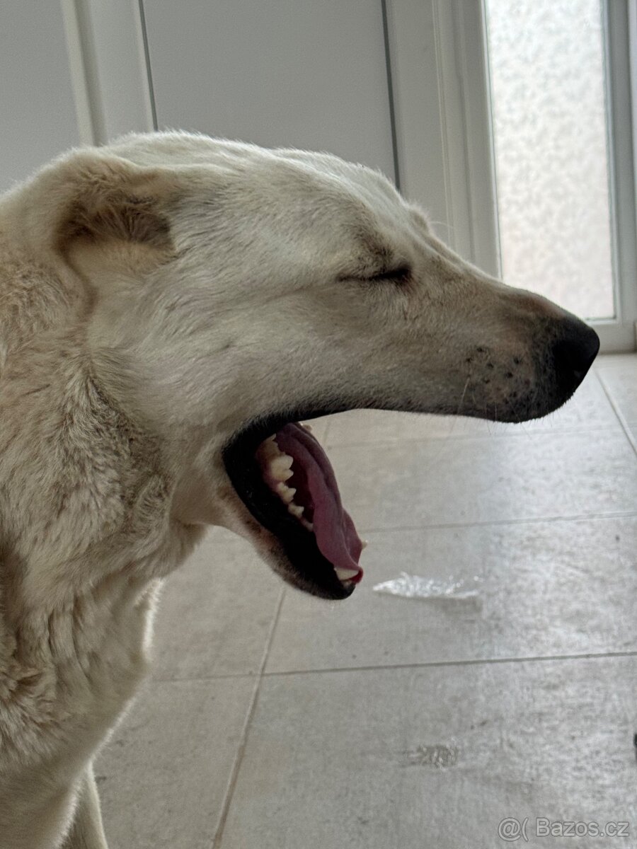 Středoasijský pastevecký pes - SAO - 11