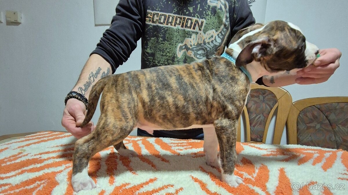 Americký stafordšírský teriér - 11
