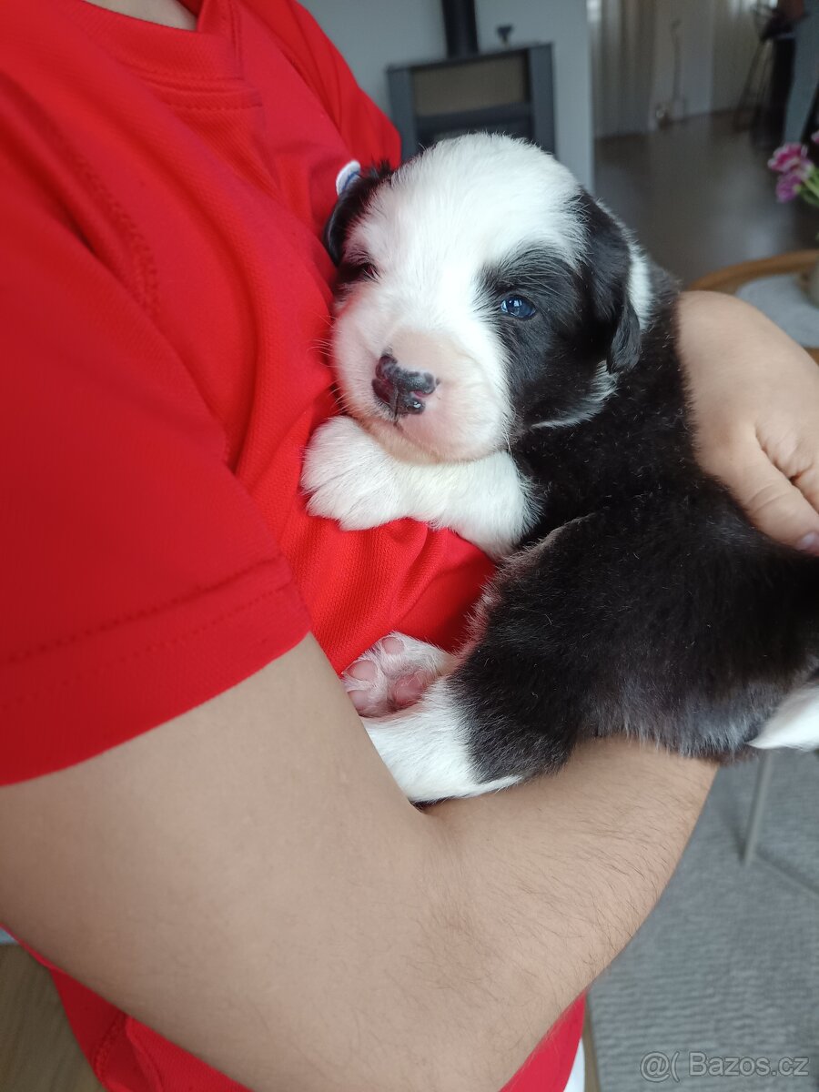 Border Kolie bez PP - 11