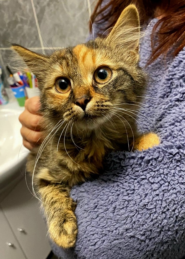 Darujeme koťátka - 11