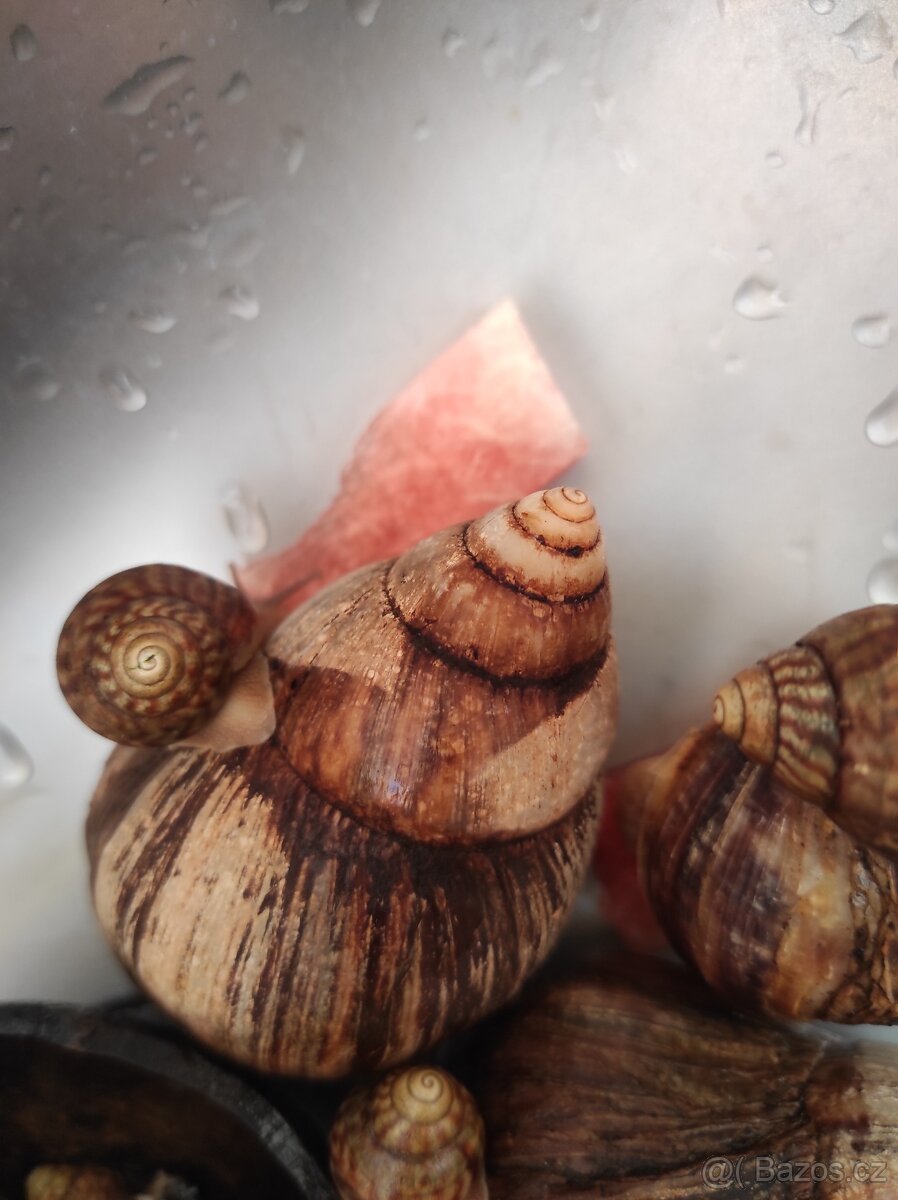 Šnek africký rodu achatina imacullata - 11