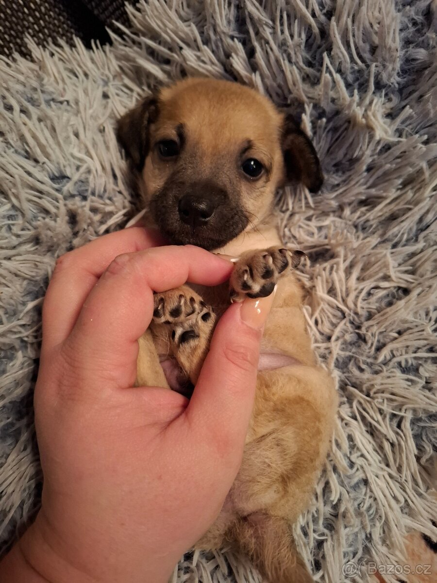 Čivava X Pražský Krysařík - 11