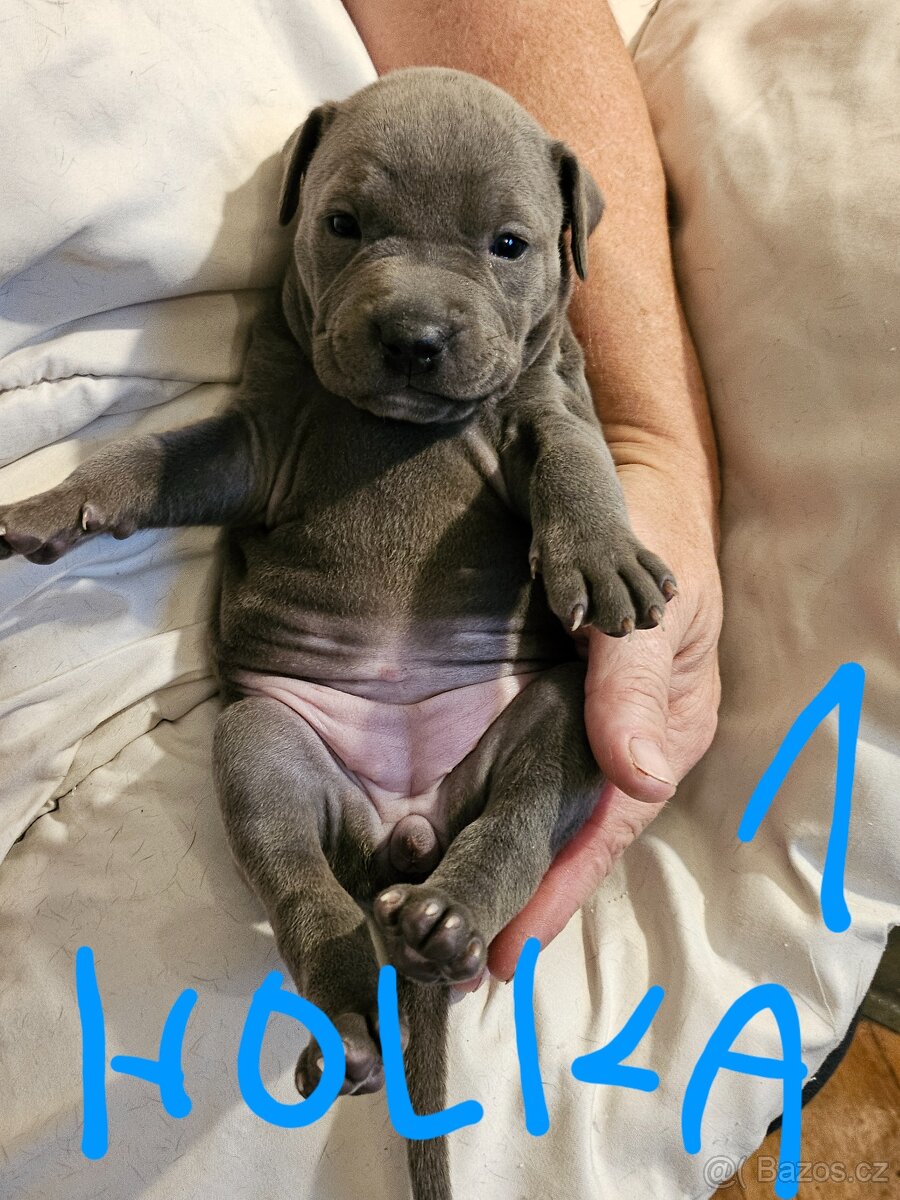 Štěňátka Pitbulla prodám - 11