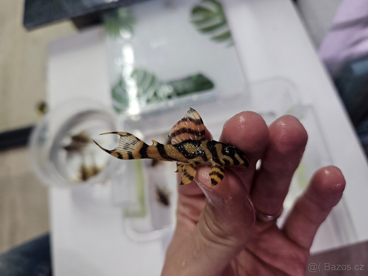 L 333 Gold line AAA - odchov - 11