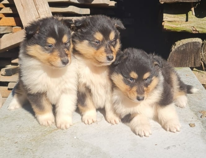 Kolie dlouhosrstá - 11