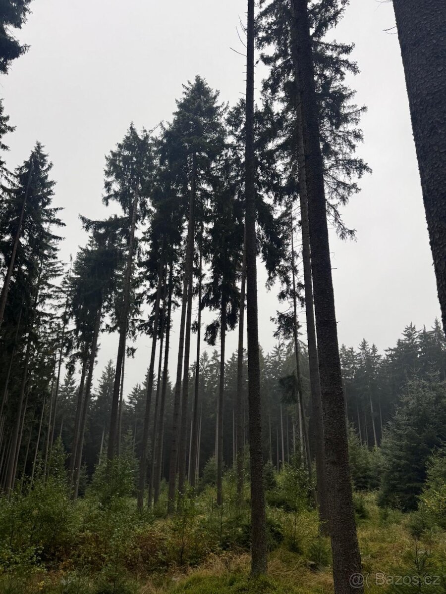 Prodám lesní pozemky v k.ú. Nicov - 11