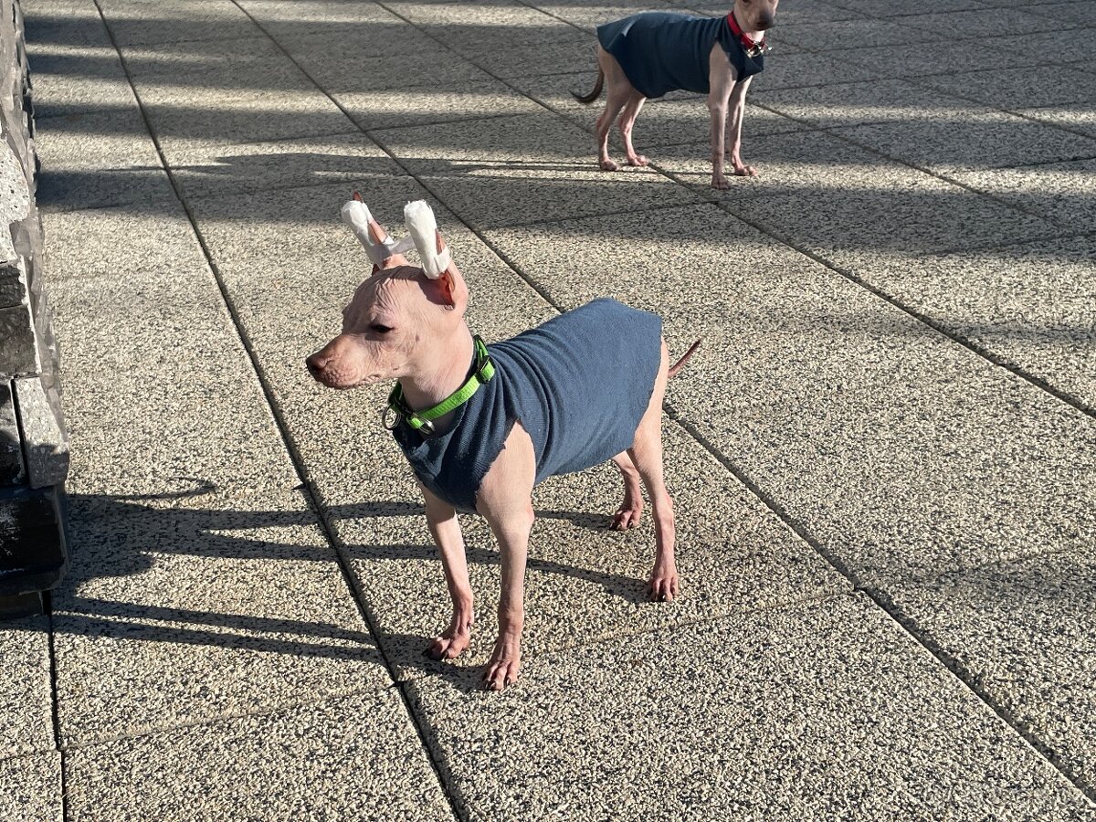 Peruánsky naháč malý - Anthoni - 11