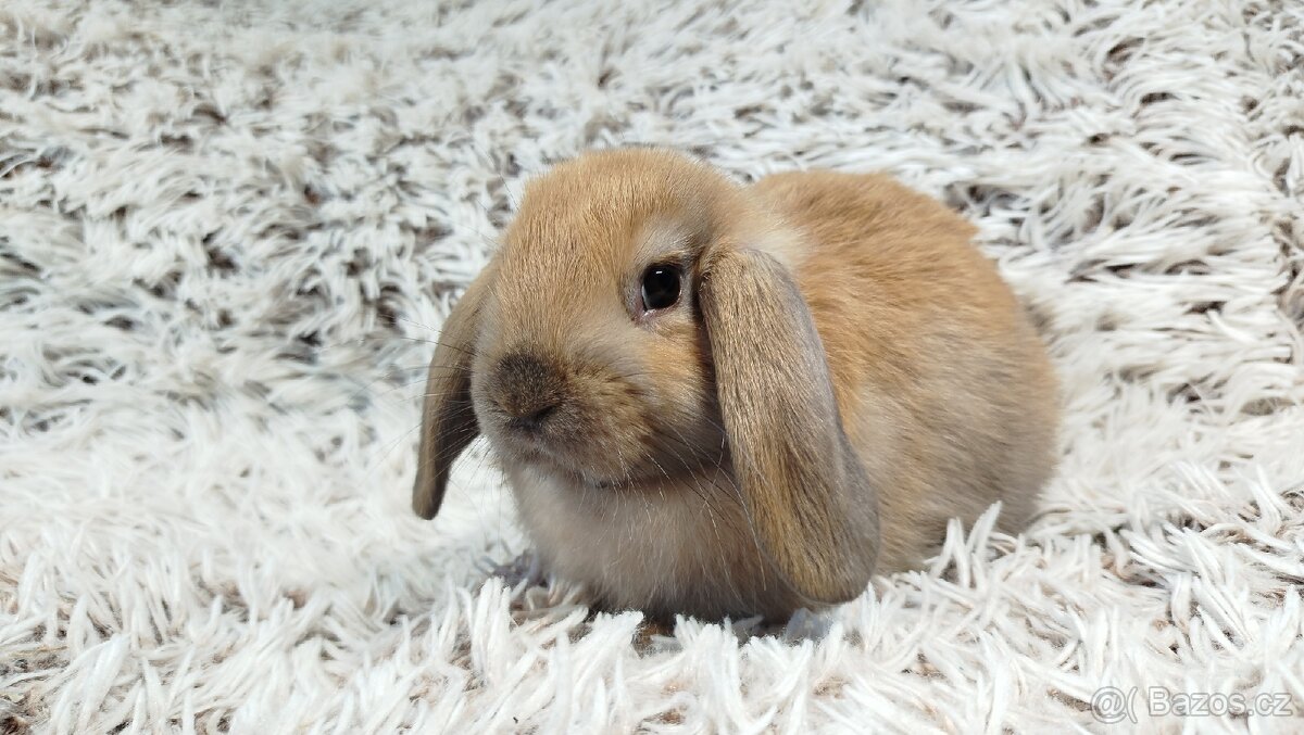 Zakrslý beránek, králíček, králík - JIJI - 11