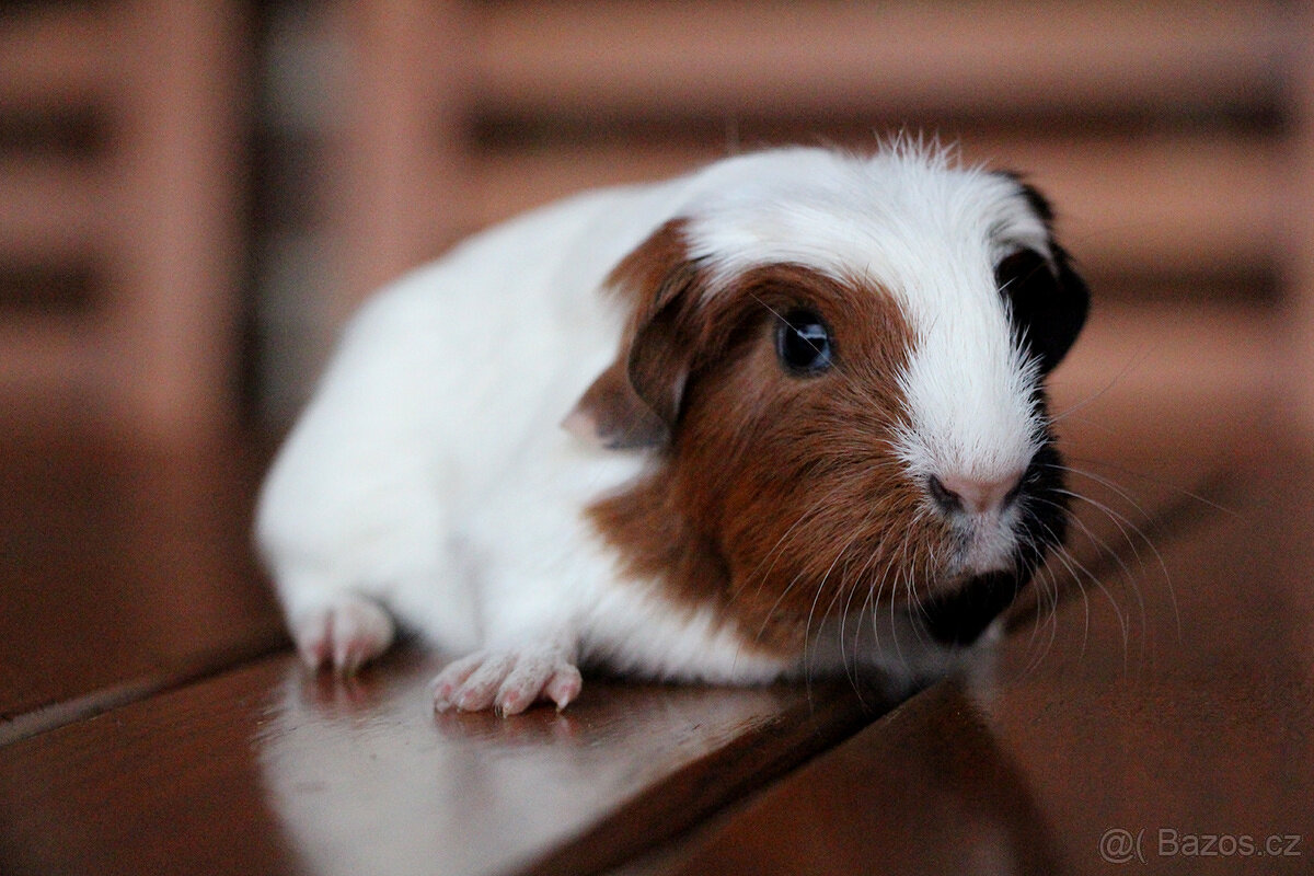 Morče, morčata, morčátko s PP - krátkosrstá - 11