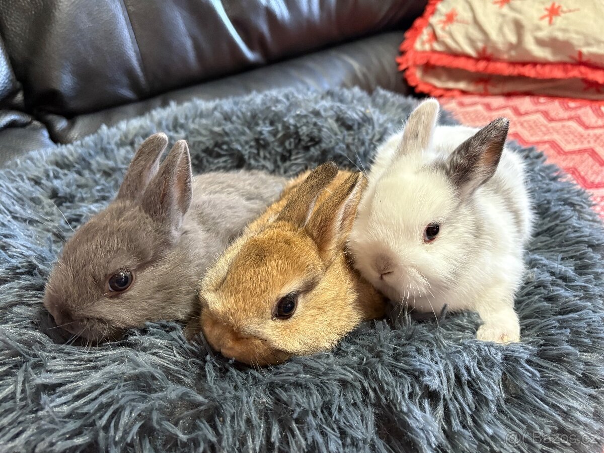 ♥️zakrslý králík - mimča již k odběru 🐰 - 11
