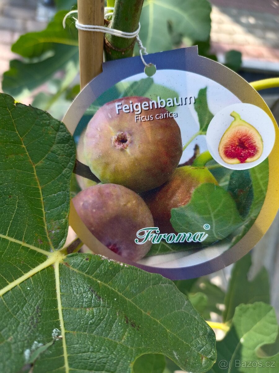 Fíkovníky Hardy Chikago, Ronde de Bordeaux 280Kč - 11