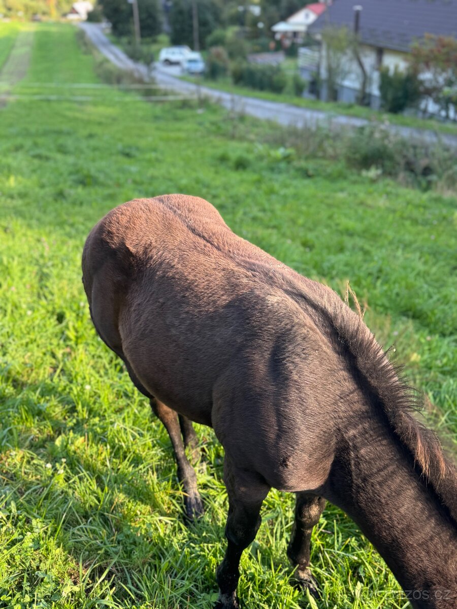 Qh hřebeček- dark buckskin - 11