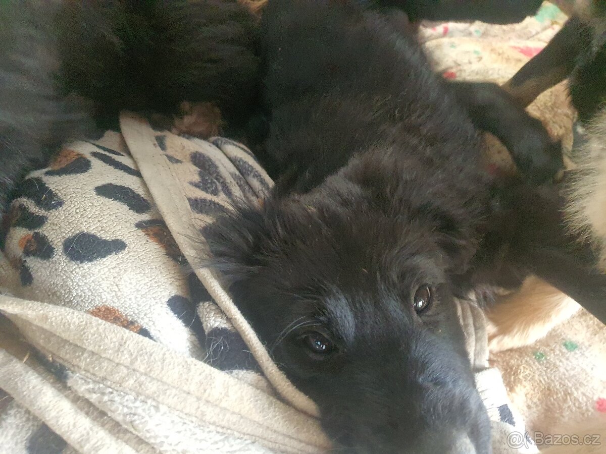 stene krizenec borderkolie× bretansky ohar/holandsky pinc - 11