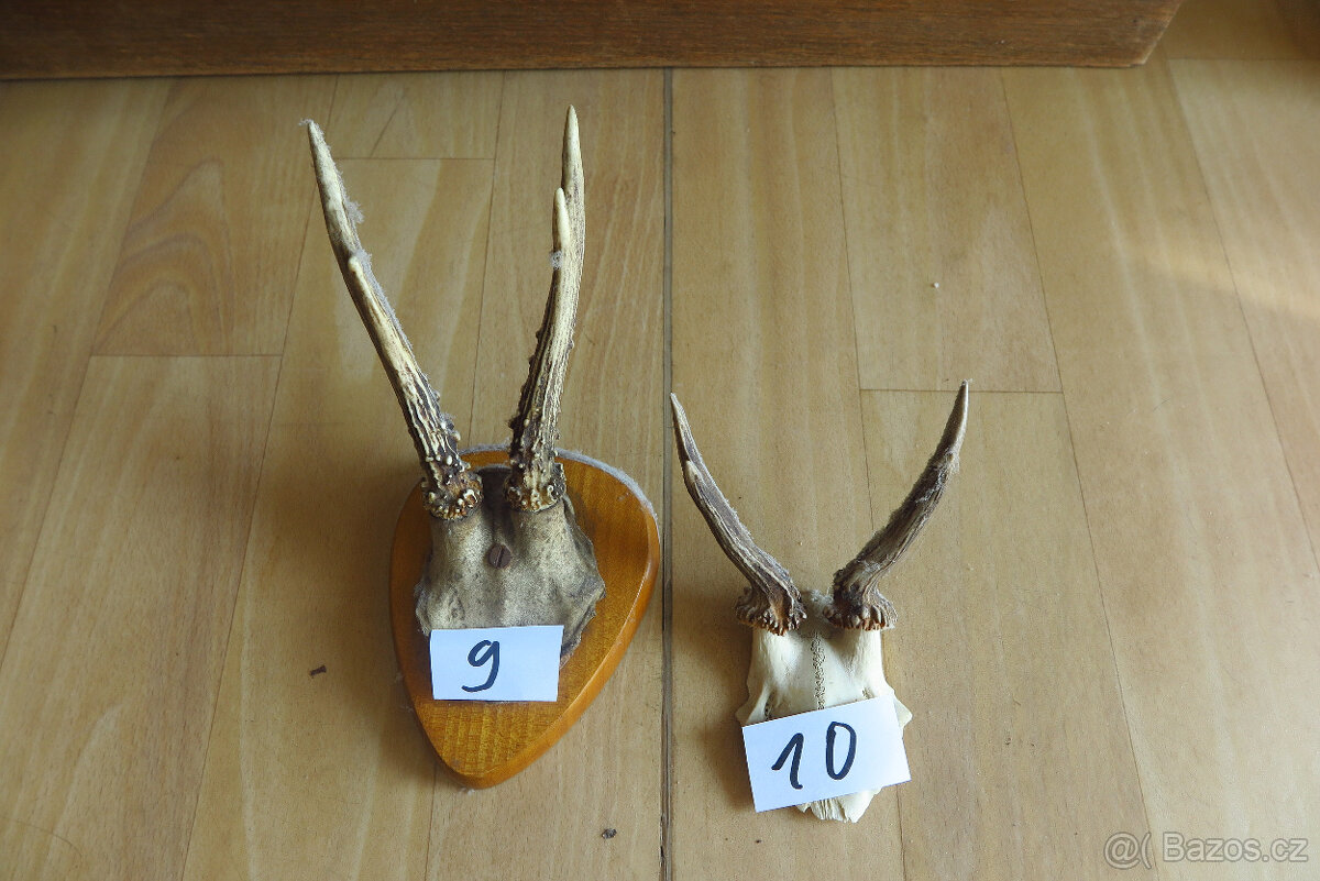 Srnčí parůžky - 11