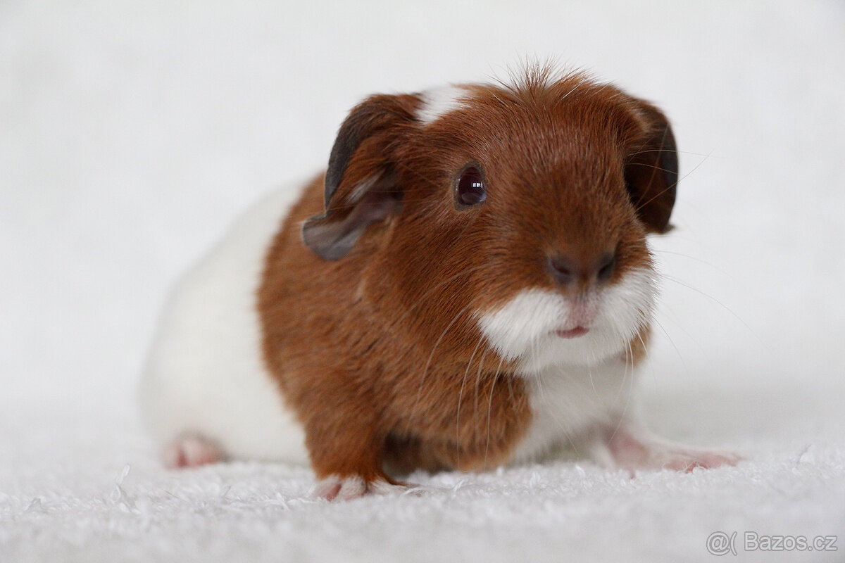 Morče, morčata, morčátko s PP - krátkosrstá - 11