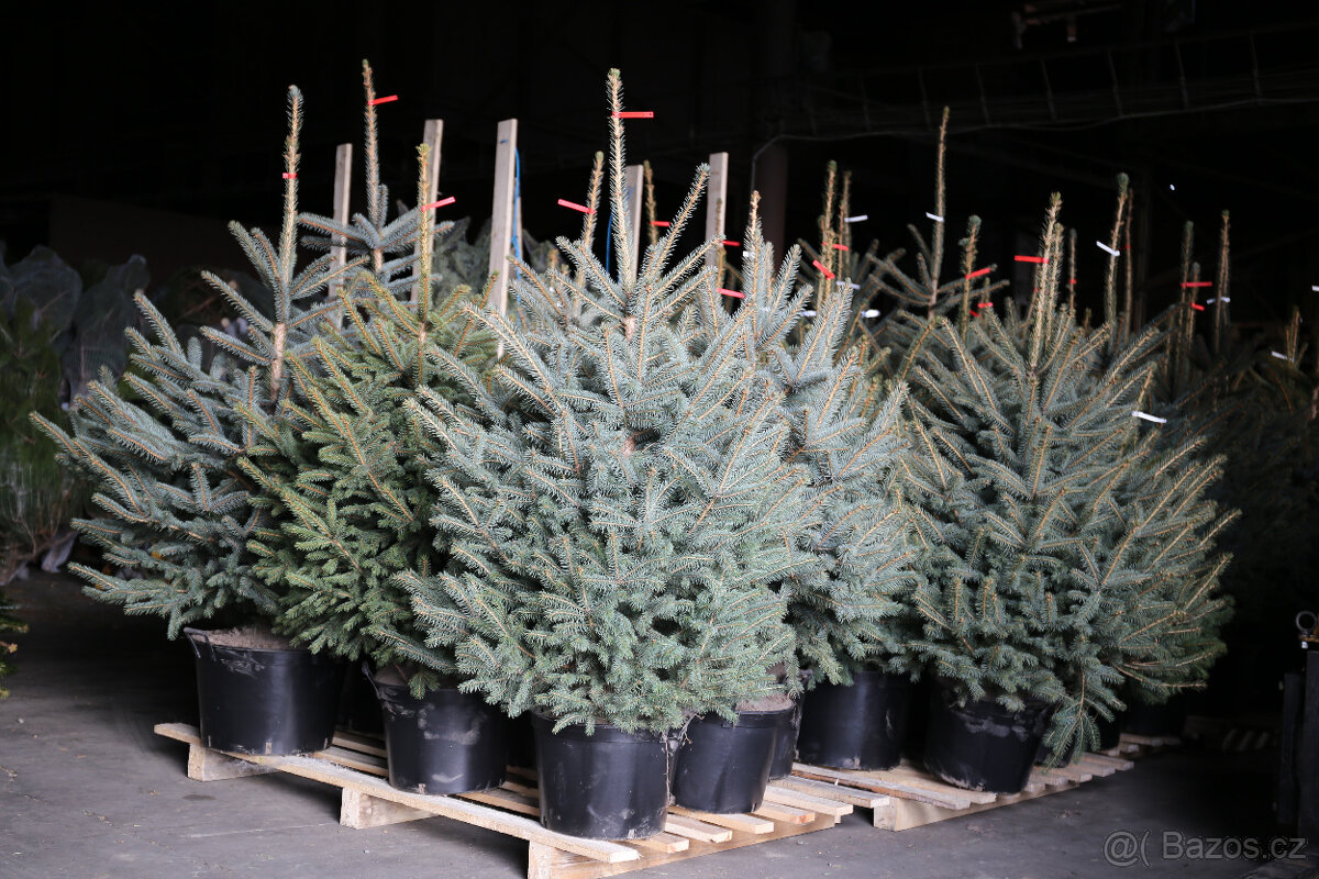 VÁNOČNÍ STROMKY - 11