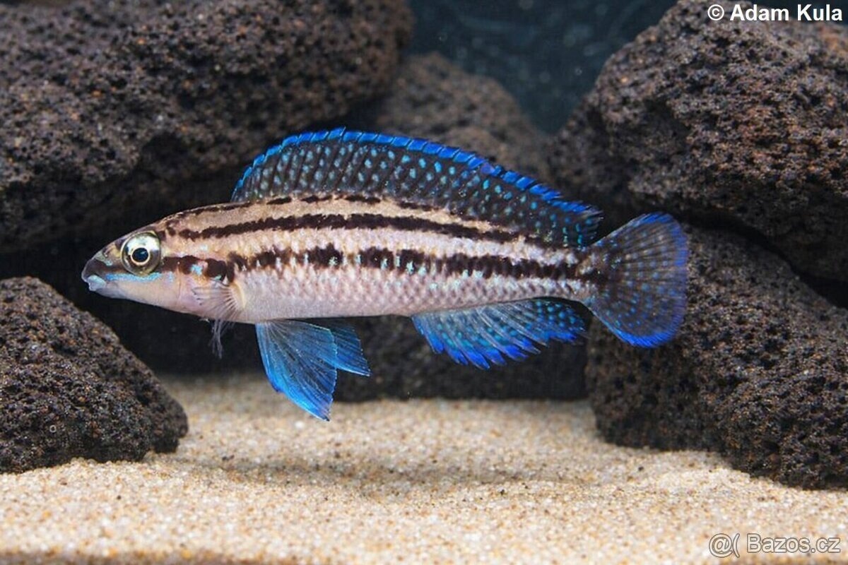 cichlidy Tanganika - 11