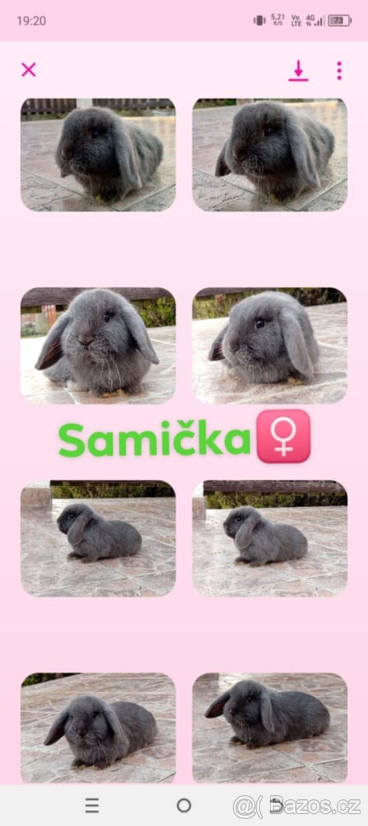 Samička Zakrslý Beránek MiniLop ❤️❤️🍑 - 11