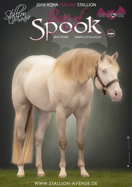 Tříletá reining klisna American Quarter Horse, Euro Futurity - 11