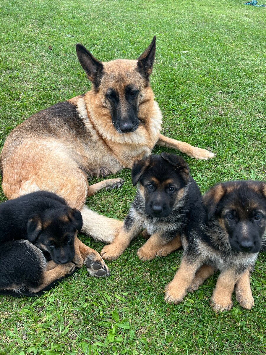 Německý ovčák - štěňata s PP - 11