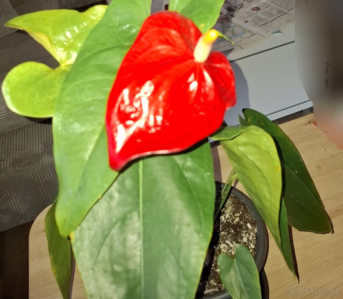 Pokojové květiny - 11