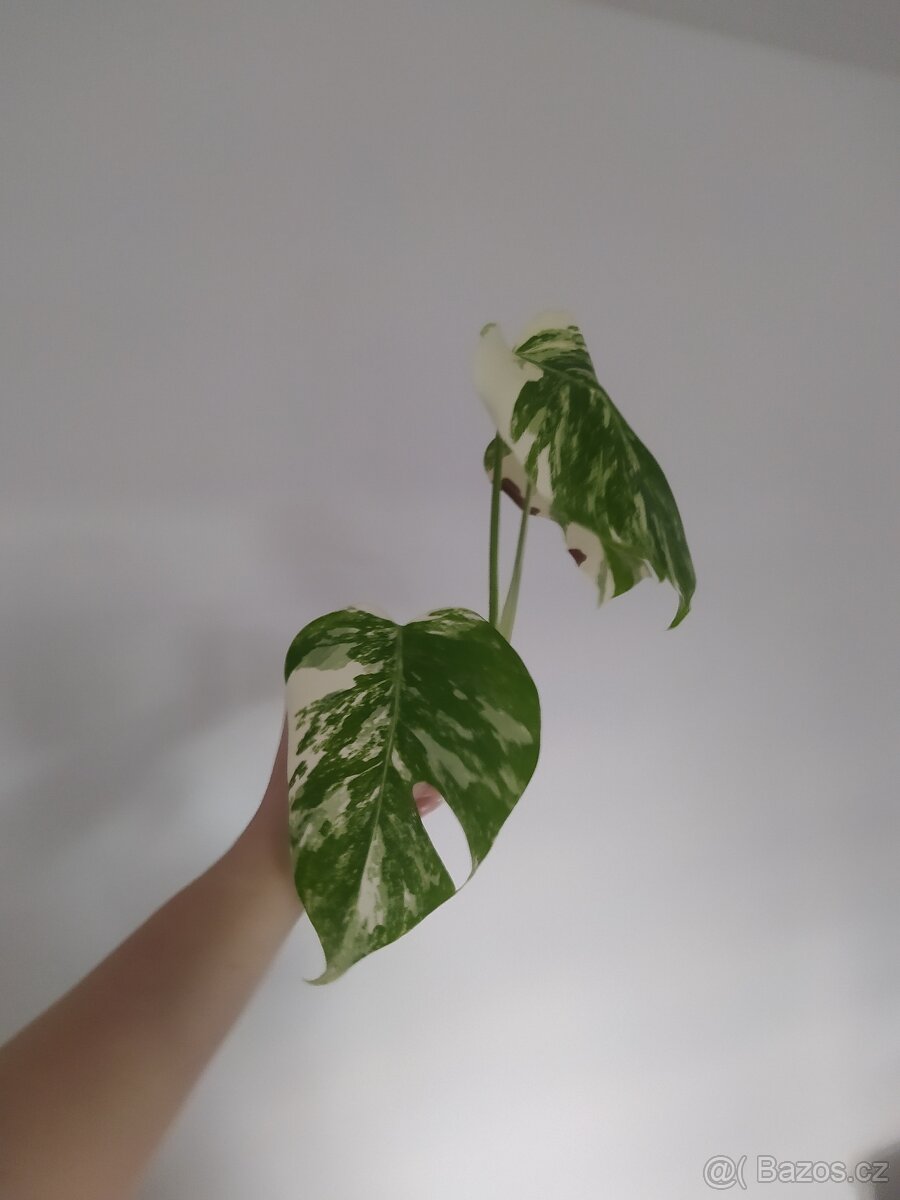 Monstera Albo Variegata - 11