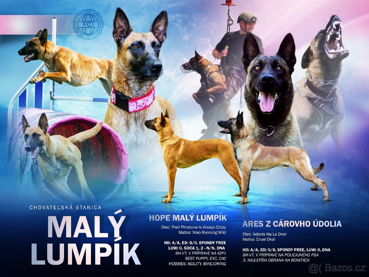 Šteniatka belgický ovčiak s PP - 11