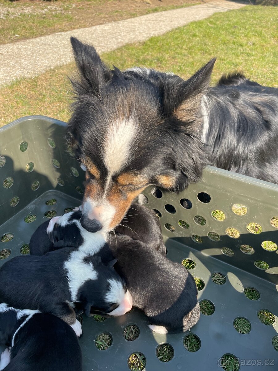 Štěňátko-Border colie Trikolor - 11