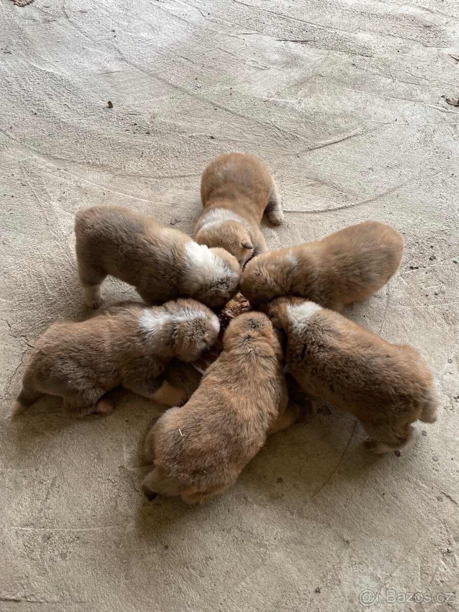Šteňátka Akita Inu - 11