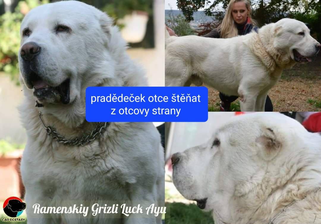 SAO-Středoasijský pastevecký pes-štěňata - 11