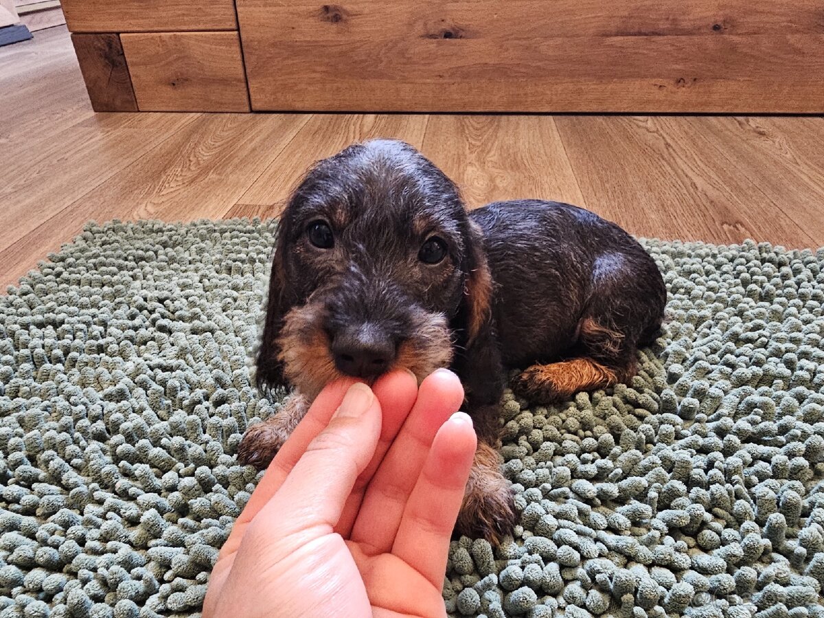 Jezevčík drsnosrstý standard POSLEDNÍ VOLNÁ FENKA - 11