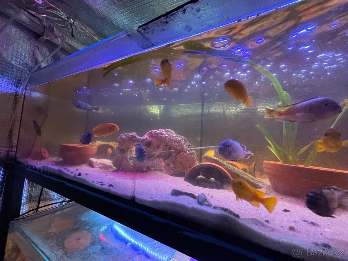 Tlamovci Malawi - 11