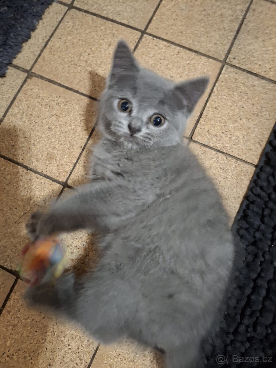 Britská modrá koťátka - 11