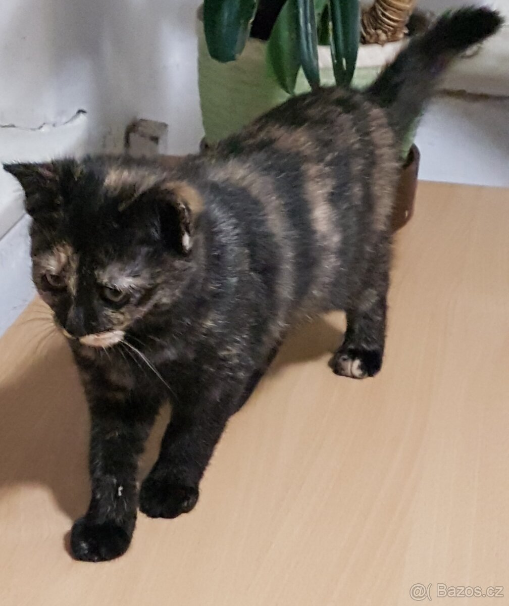 Darujeme koťátka - 11