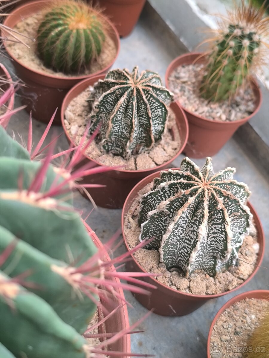 Kaktusy a sukulenty - 11