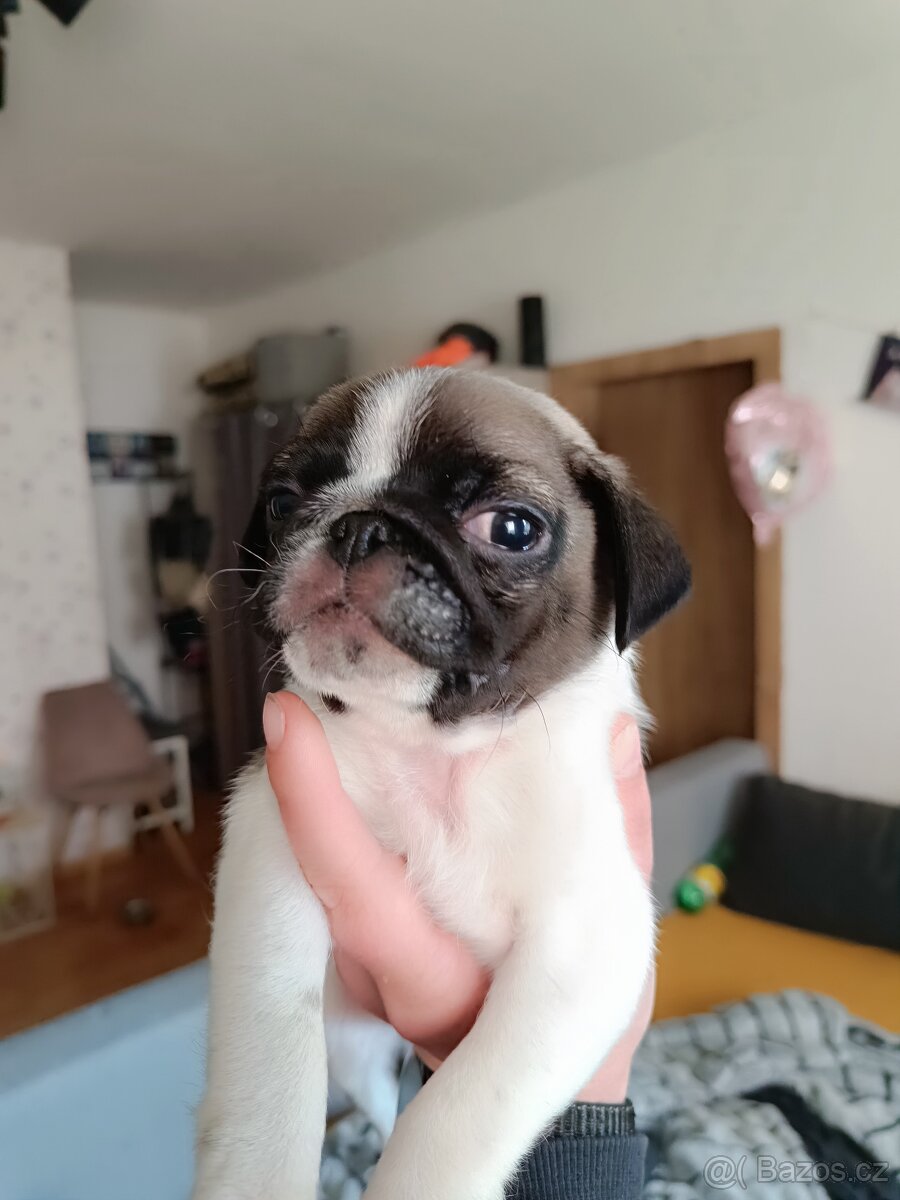 Prodám Mopsiky - 11