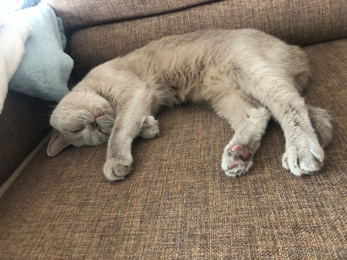 Britská kočička - 11