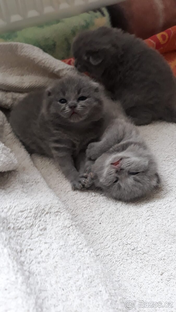 Britský kocourek ke krytí - 11