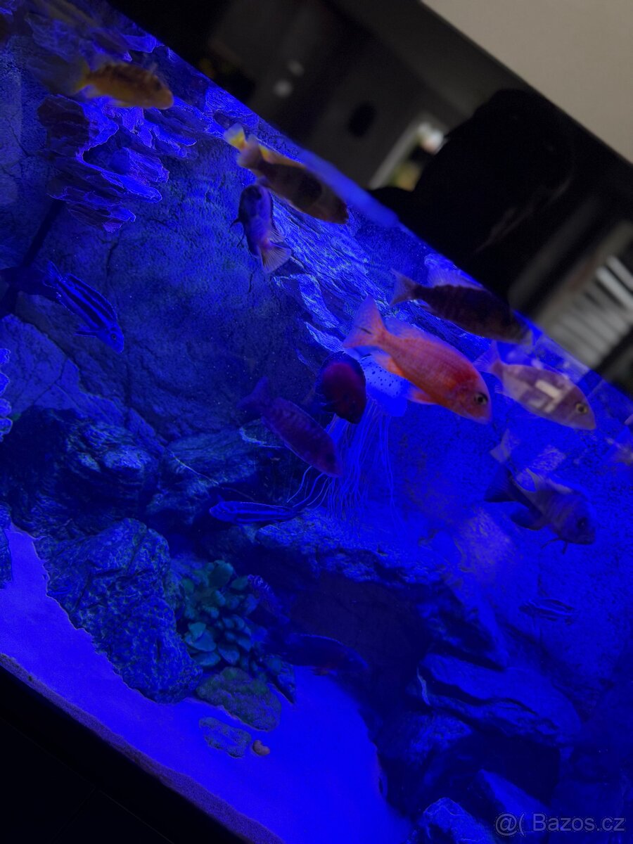 Luxusní vybavené akvárium + ryby - 11