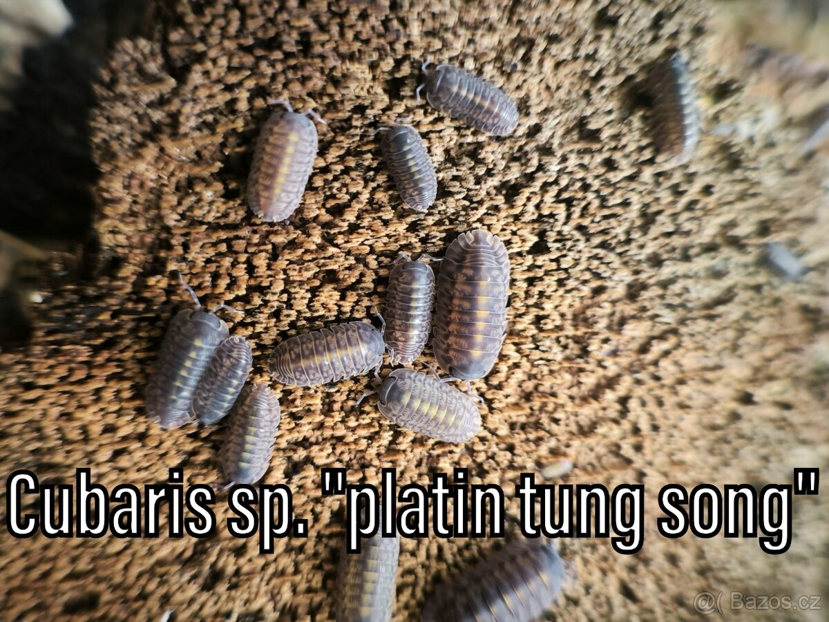 Isopody, chvostoskoci, mnohonožky, burzy, posílám - 11