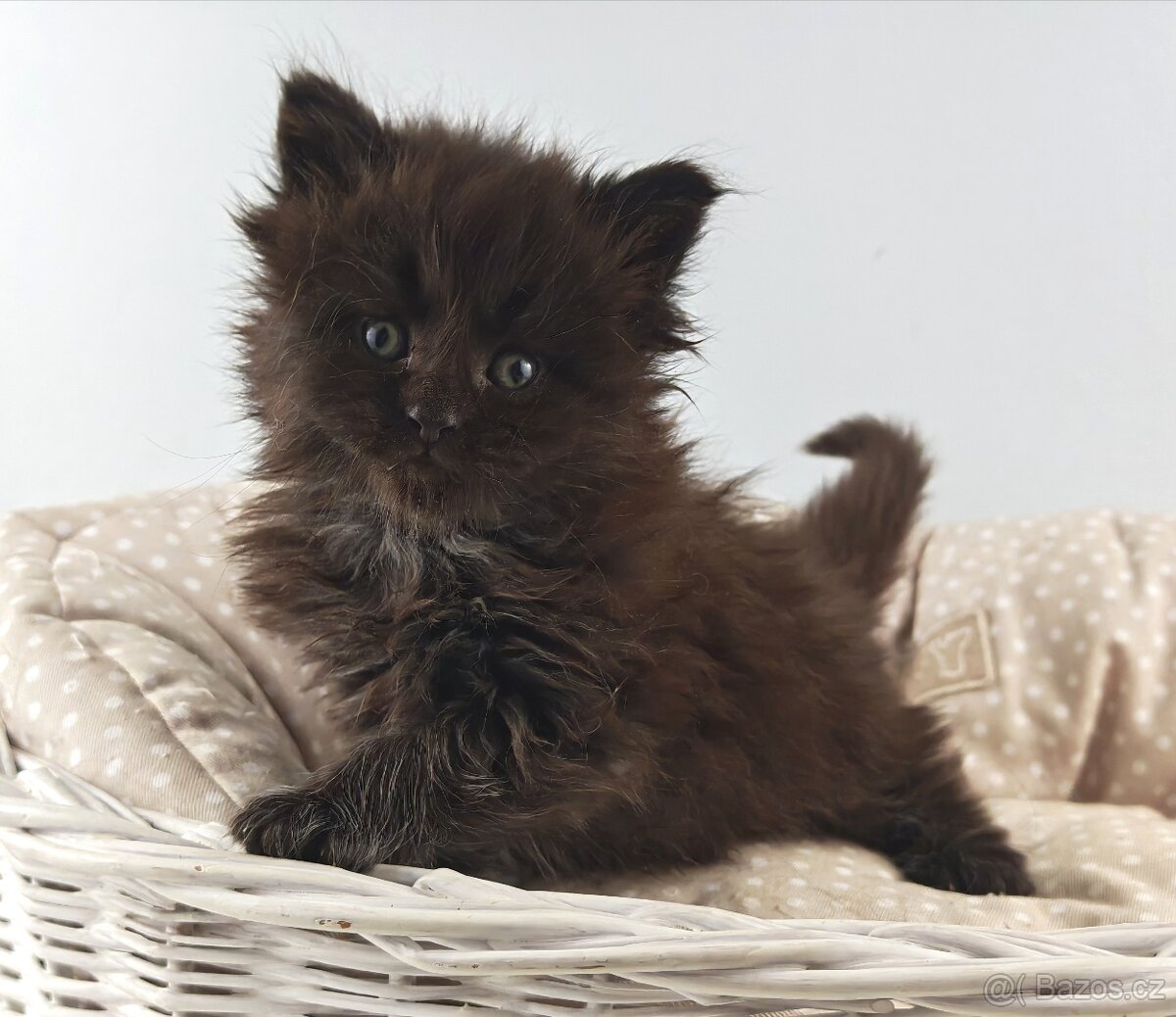 Mainská mývalí koťátka s PP - 11